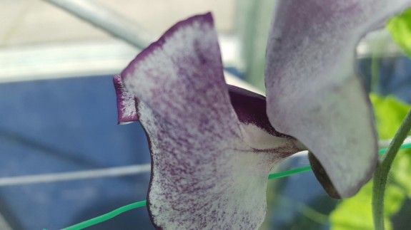 New Sweet Pea Breeding