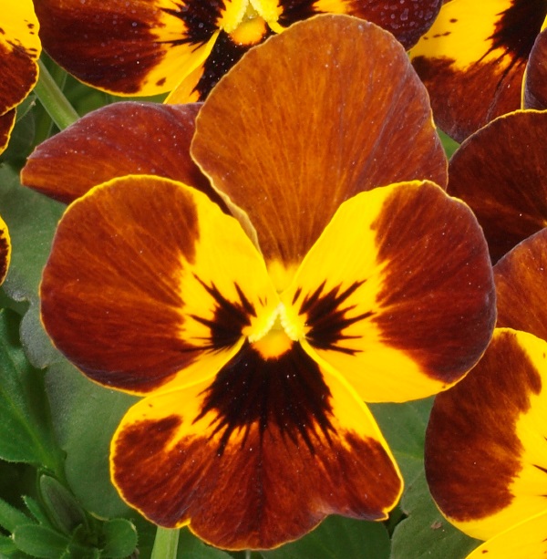 Breeders Seeds Ltd - Biennial Seeds - Viola - Caramel F1