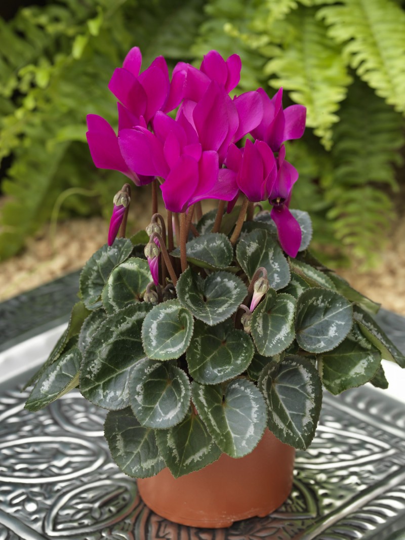 Breeders Seeds Ltd - Pot Plants - Cyclamen - Winfall F1