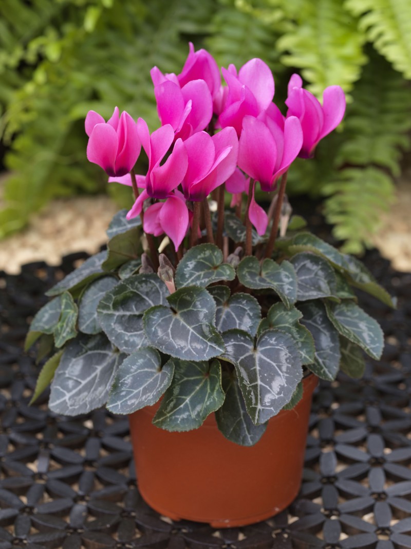 Breeders Seeds Ltd - Pot Plants - Cyclamen - Winfall F1