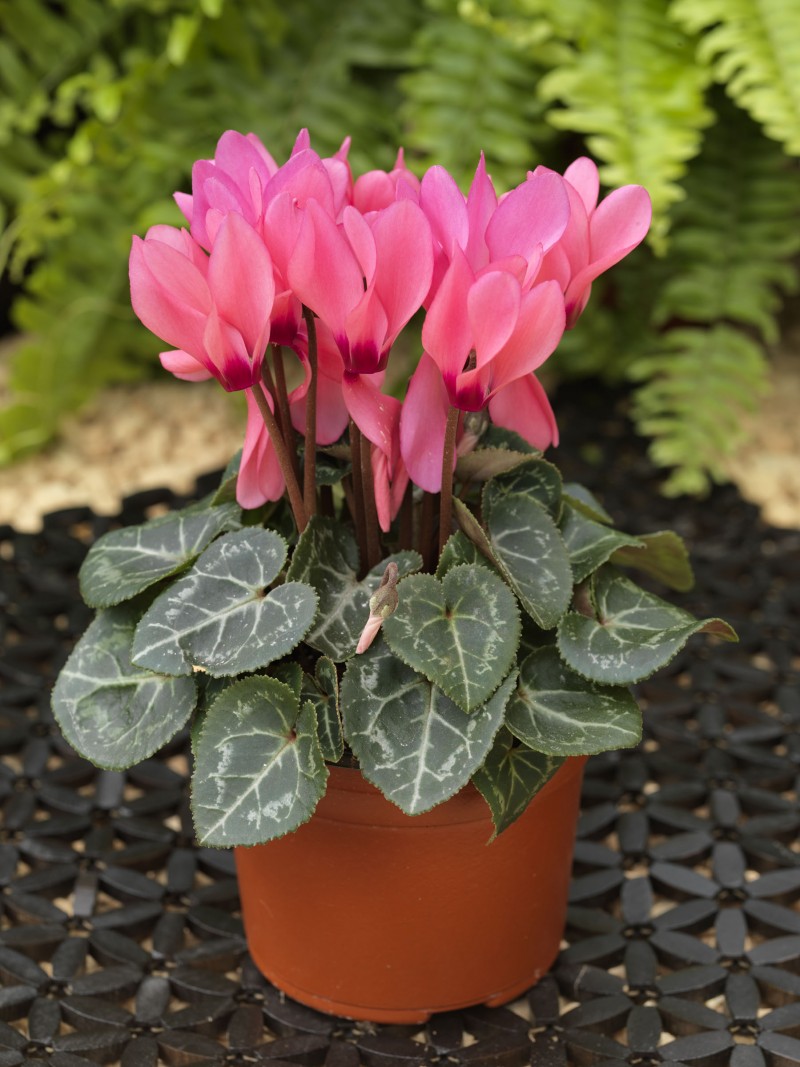 Breeders Seeds Ltd - Pot Plants - Cyclamen - Winfall F1