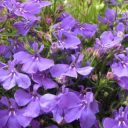 Cascade Lilac (Item ID:17996)