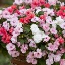 Breeders Seeds Ltd - Annual Seeds - Impatiens - Athena F1 (Double ...